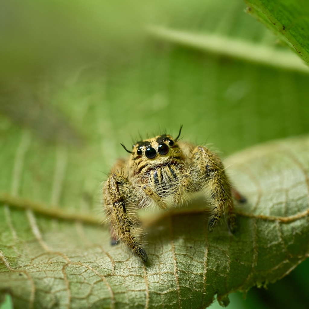 Паук с черными глазами сидит на листе