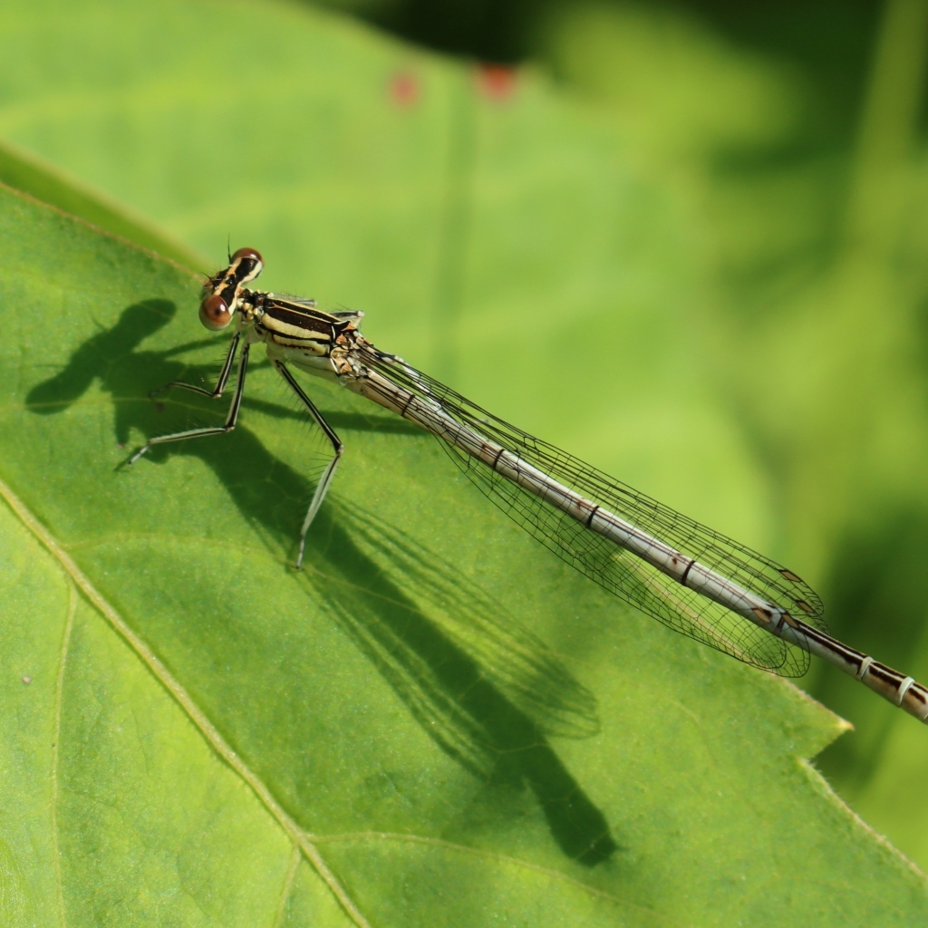 Прозрачная стрекоза на зеленом листе