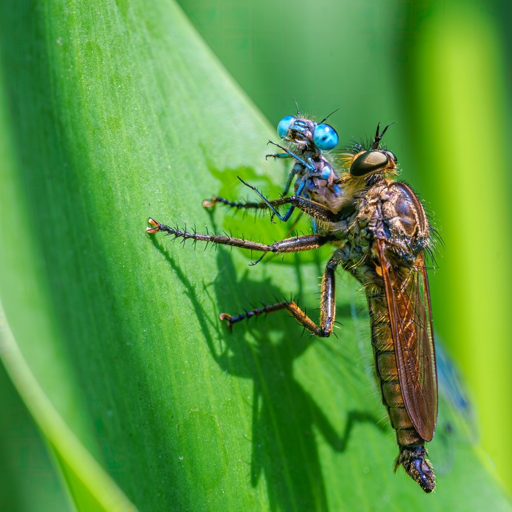 Две стрекозы на зеленом листе