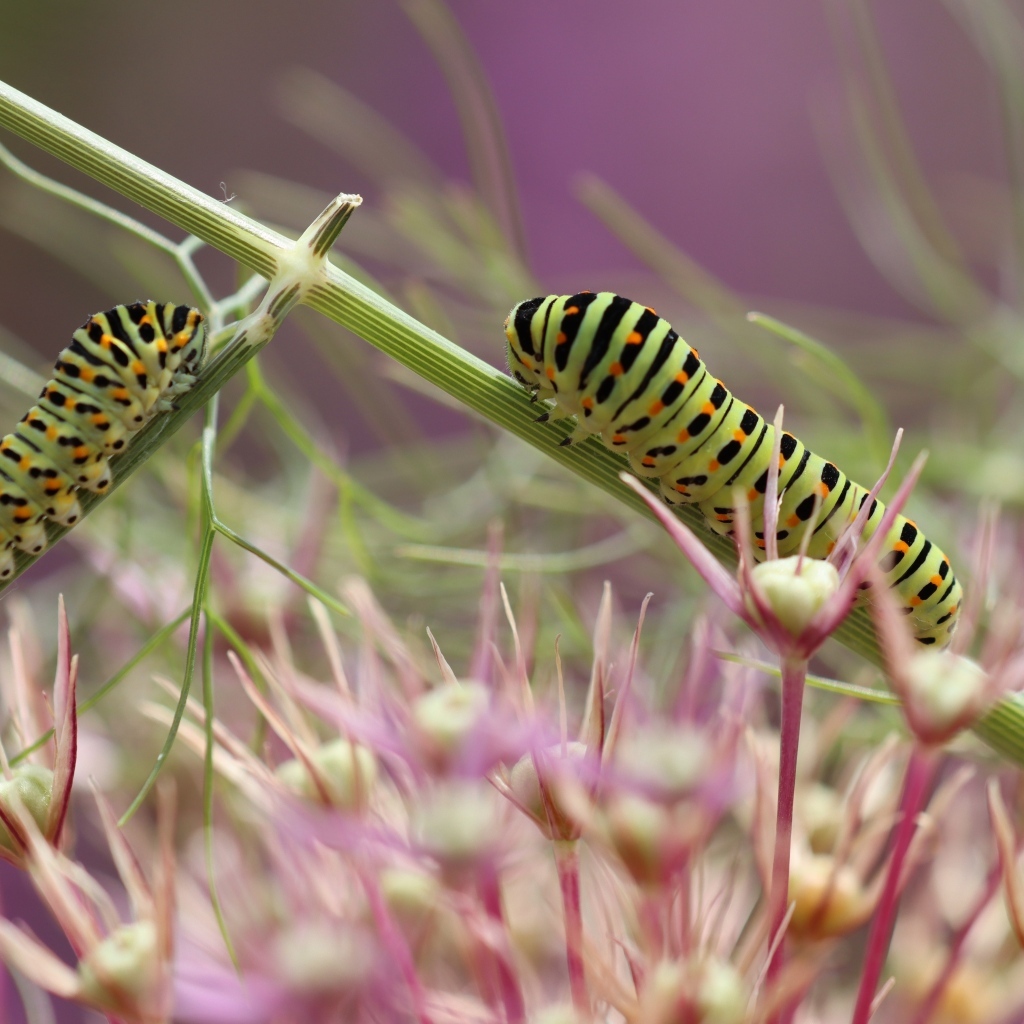 Две зеленые гусеницы на цветке