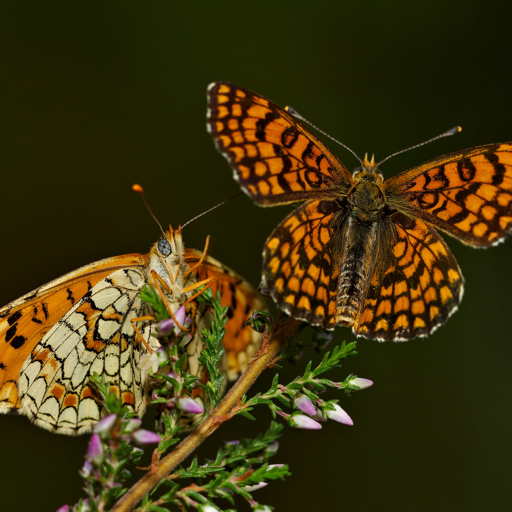 Две крупные бабочки на цветке