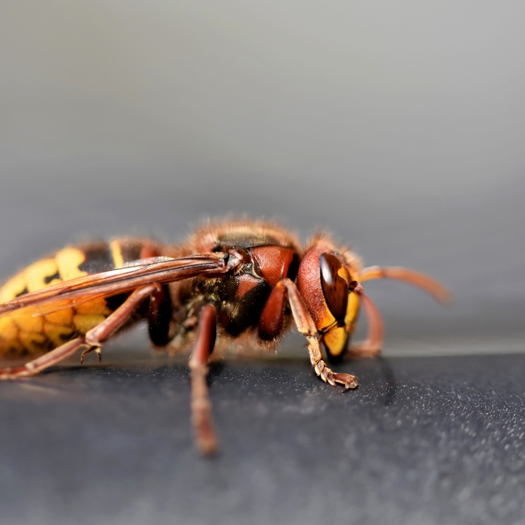 Оса крупным планом на сером фоне