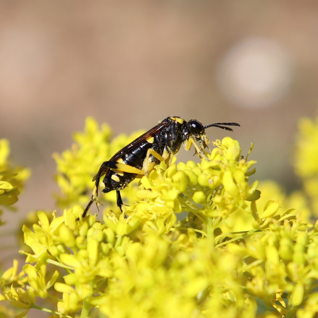 Оса сидит на желтом цветке