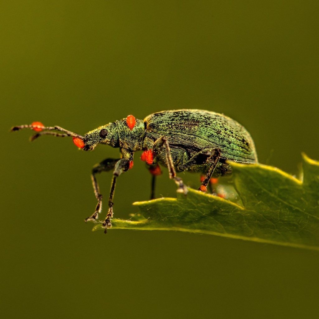 Жук долгоносик сидит на листе