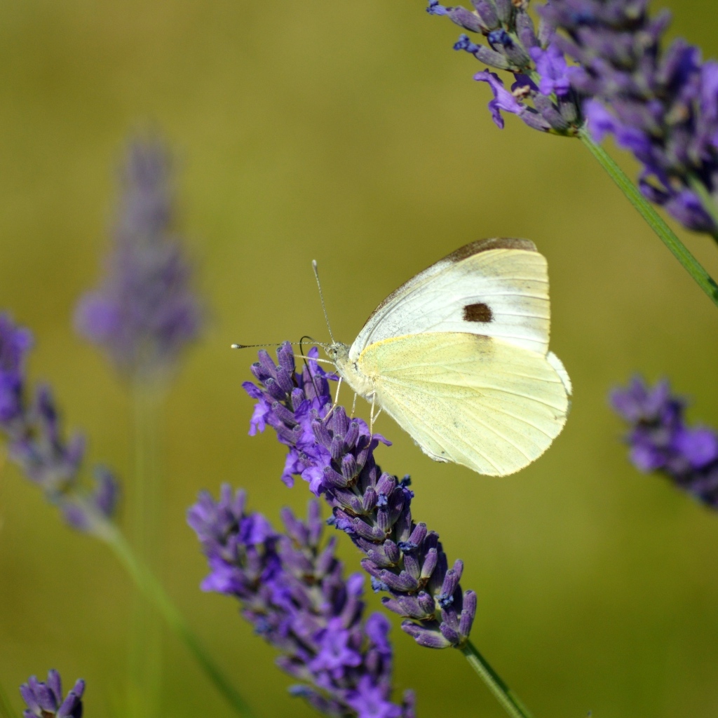 Белая бабочка сидит на цветке лаванды