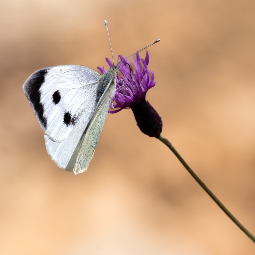 Белая бабочка сидит на цветке на коричневом фоне