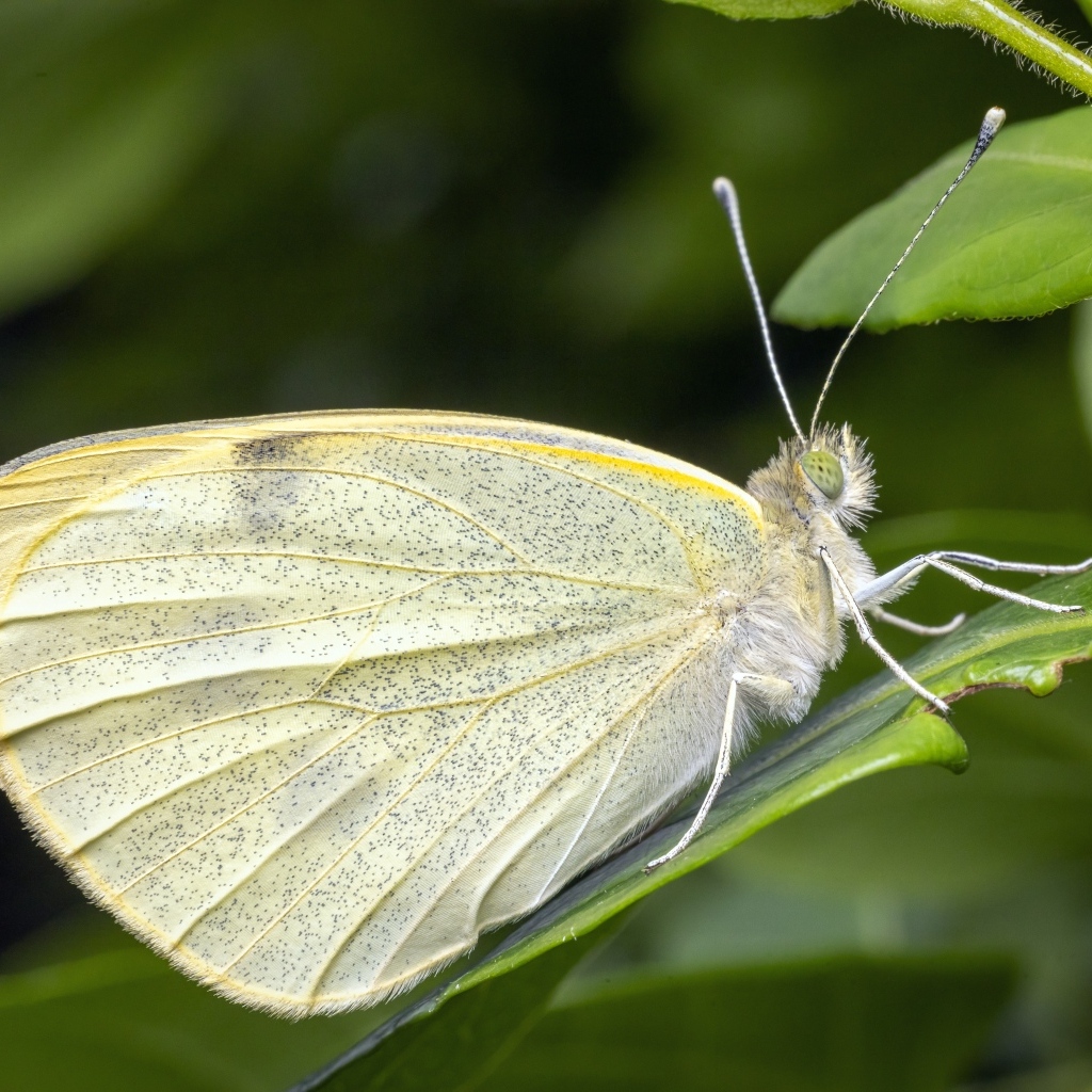 Белая бабочка сидит на зеленом листе