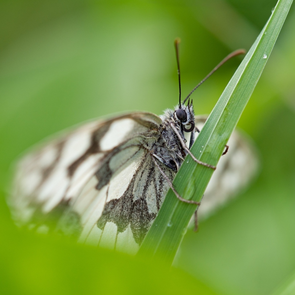 Белая бабочка сидит на зеленой траве