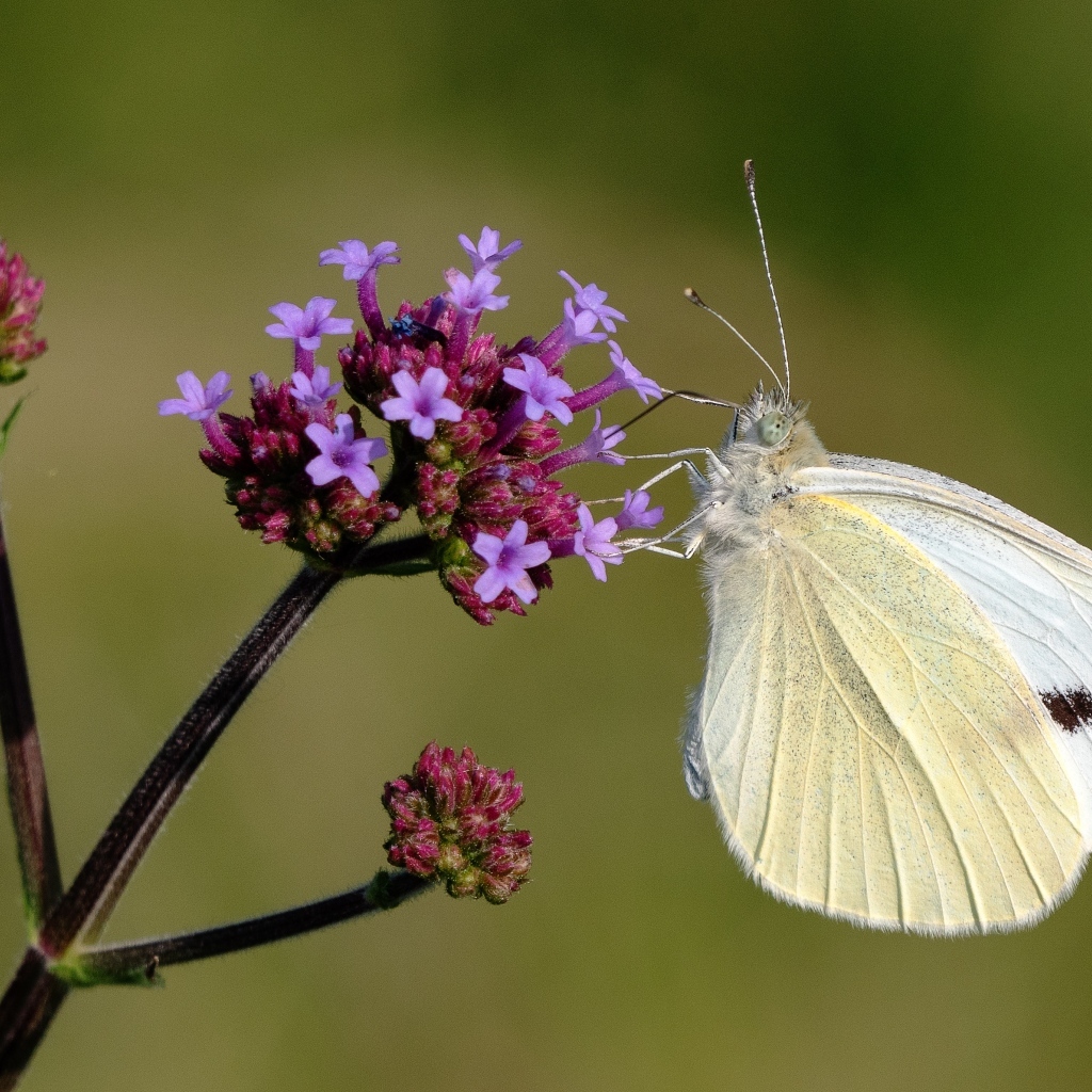 Белая бабочка капустница на цветке