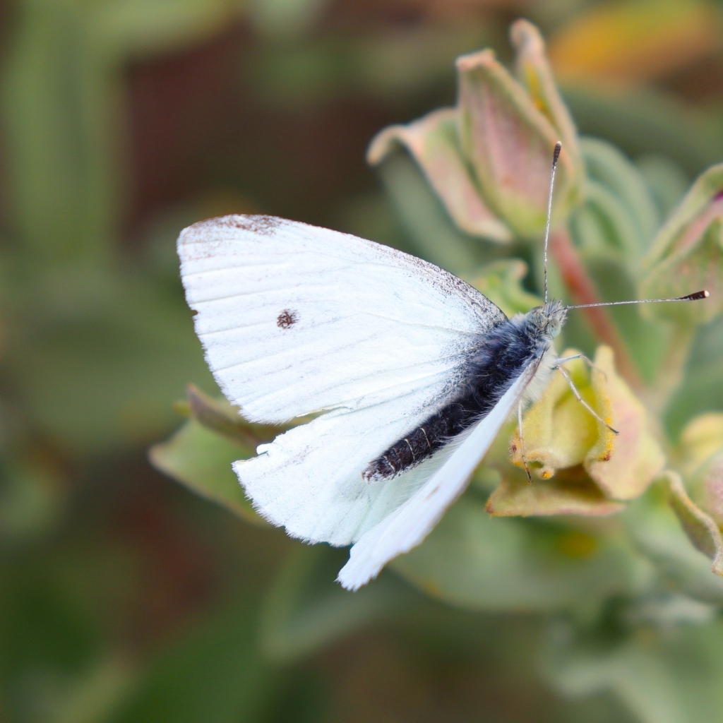Белая бабочка капустница сидит на цветке