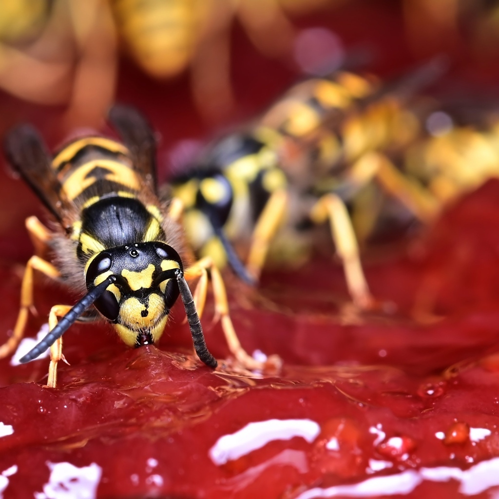 Желтые осы сидят на варенье