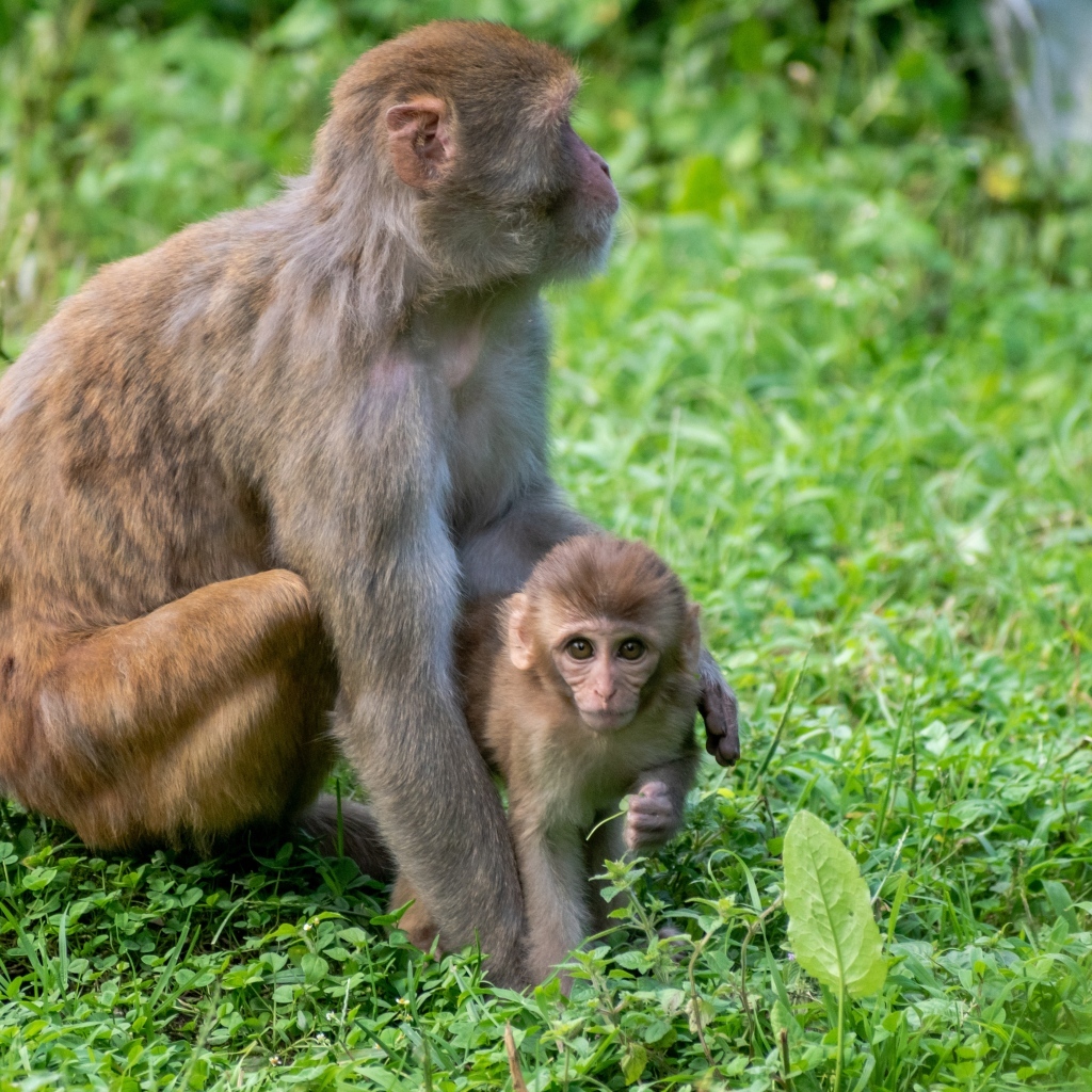 Большая обезьяна с детенышем на зеленой траве