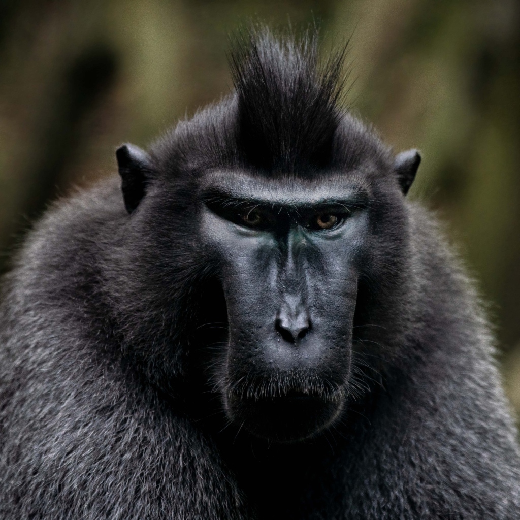 Черная хохлатая макака крупным планом