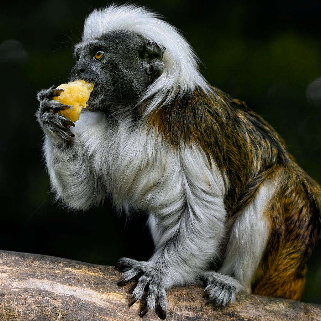 Обезьяна хлопковый тамарин в зоопарке