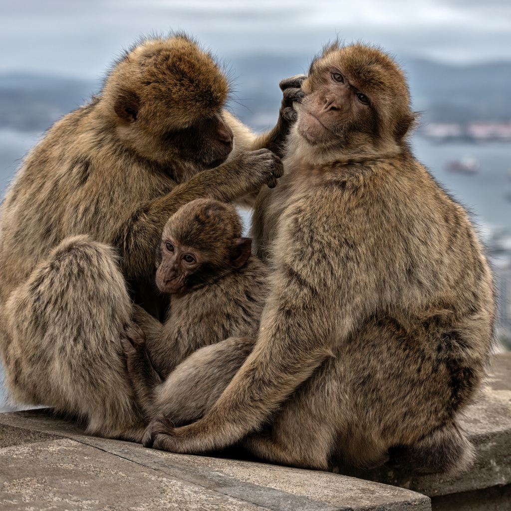 Семья из трех обезьян