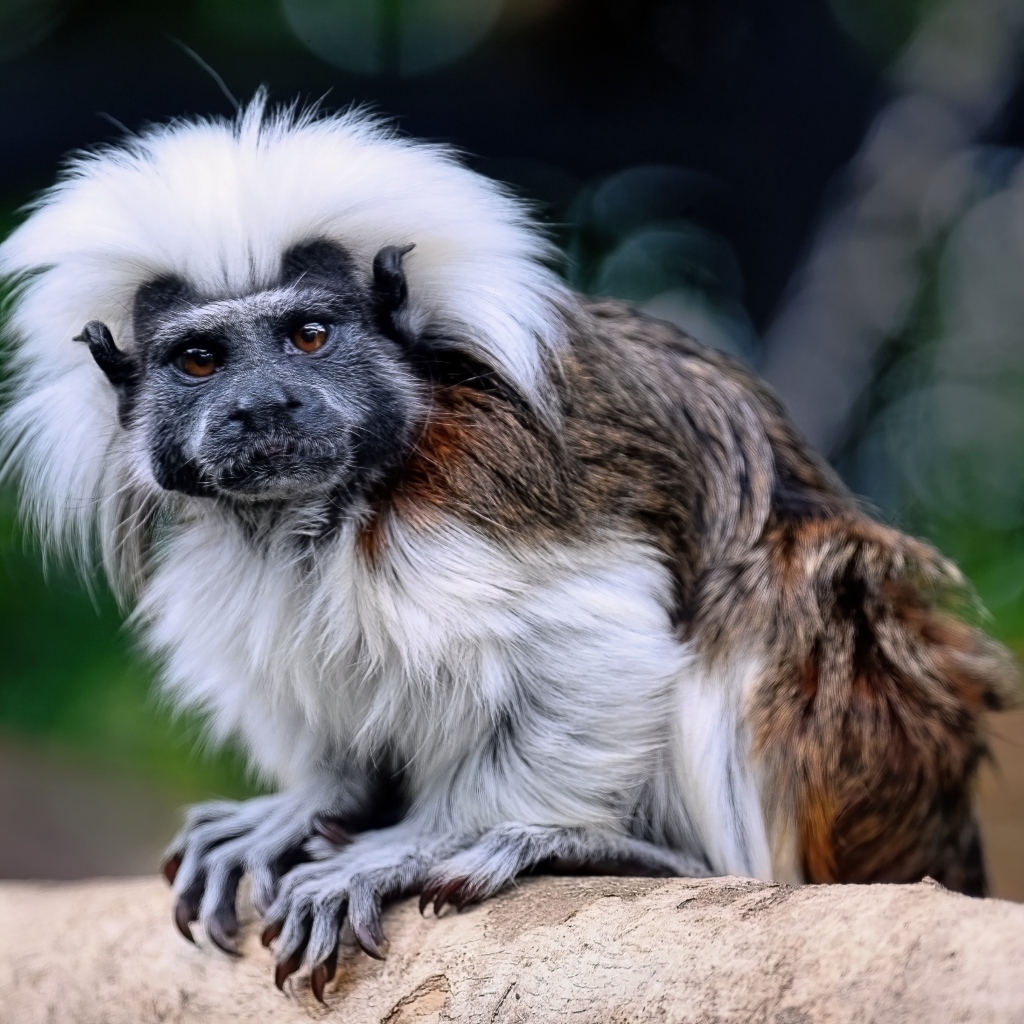 Смешной хлопковый тамарин сидит на дереве