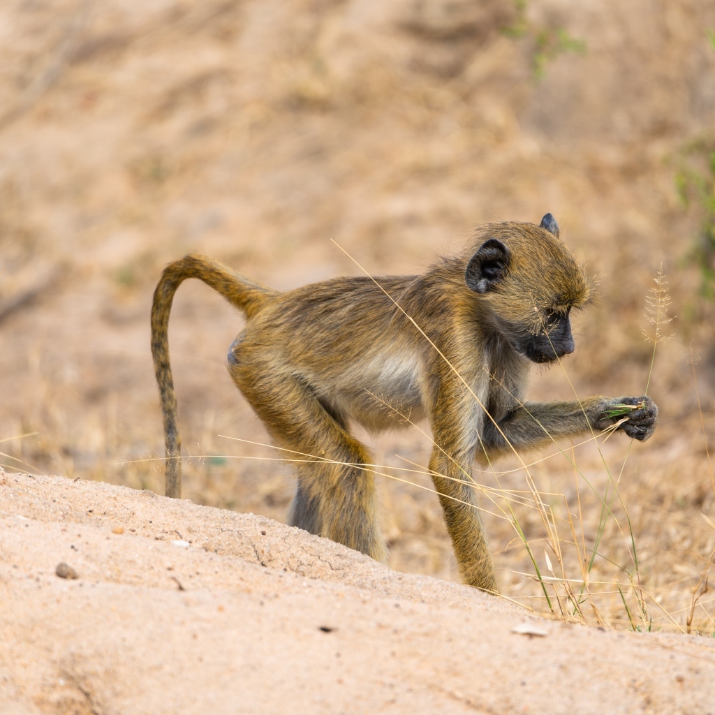 Маленькая обезьянка в сафари парке