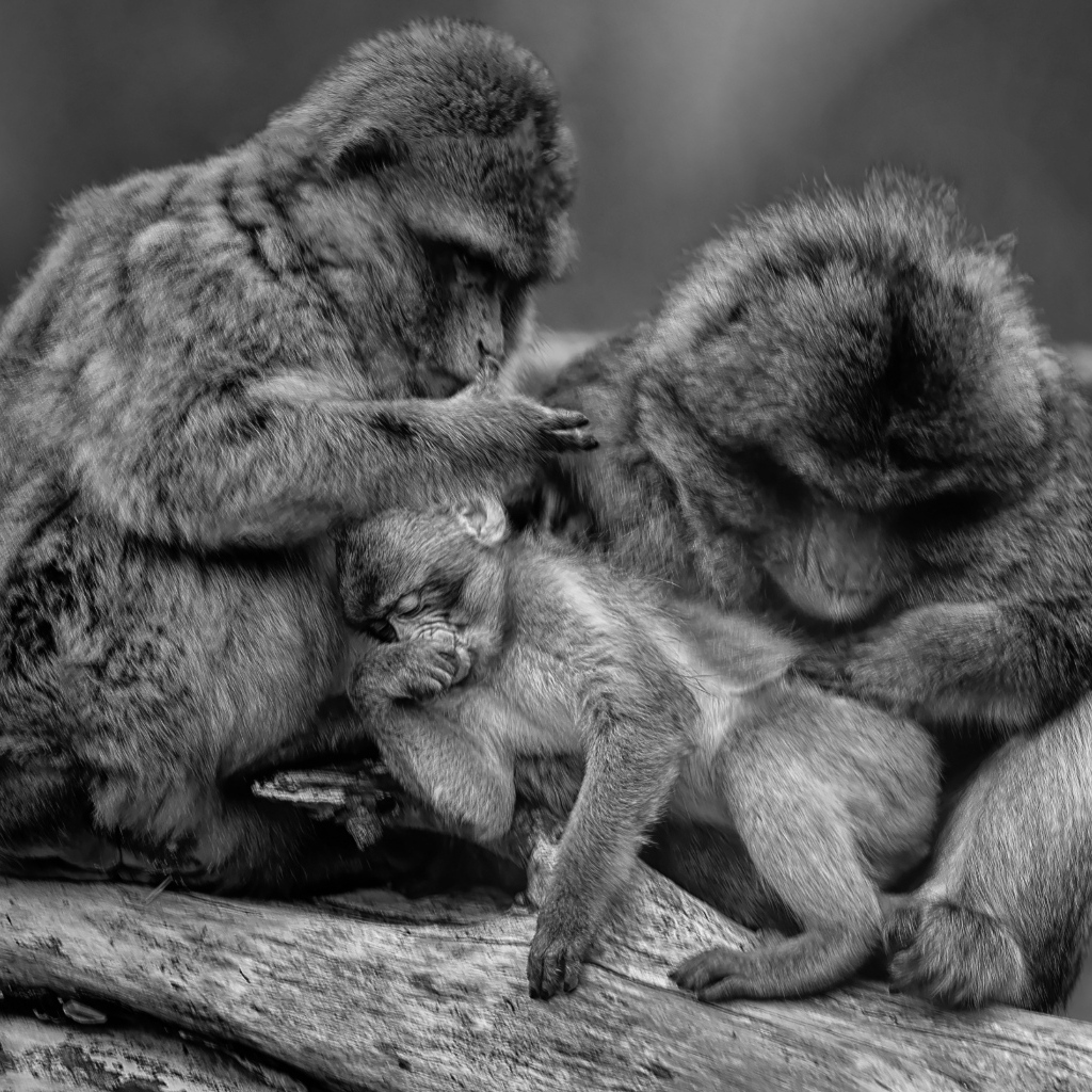 Семья обезьян черно-белое фото 