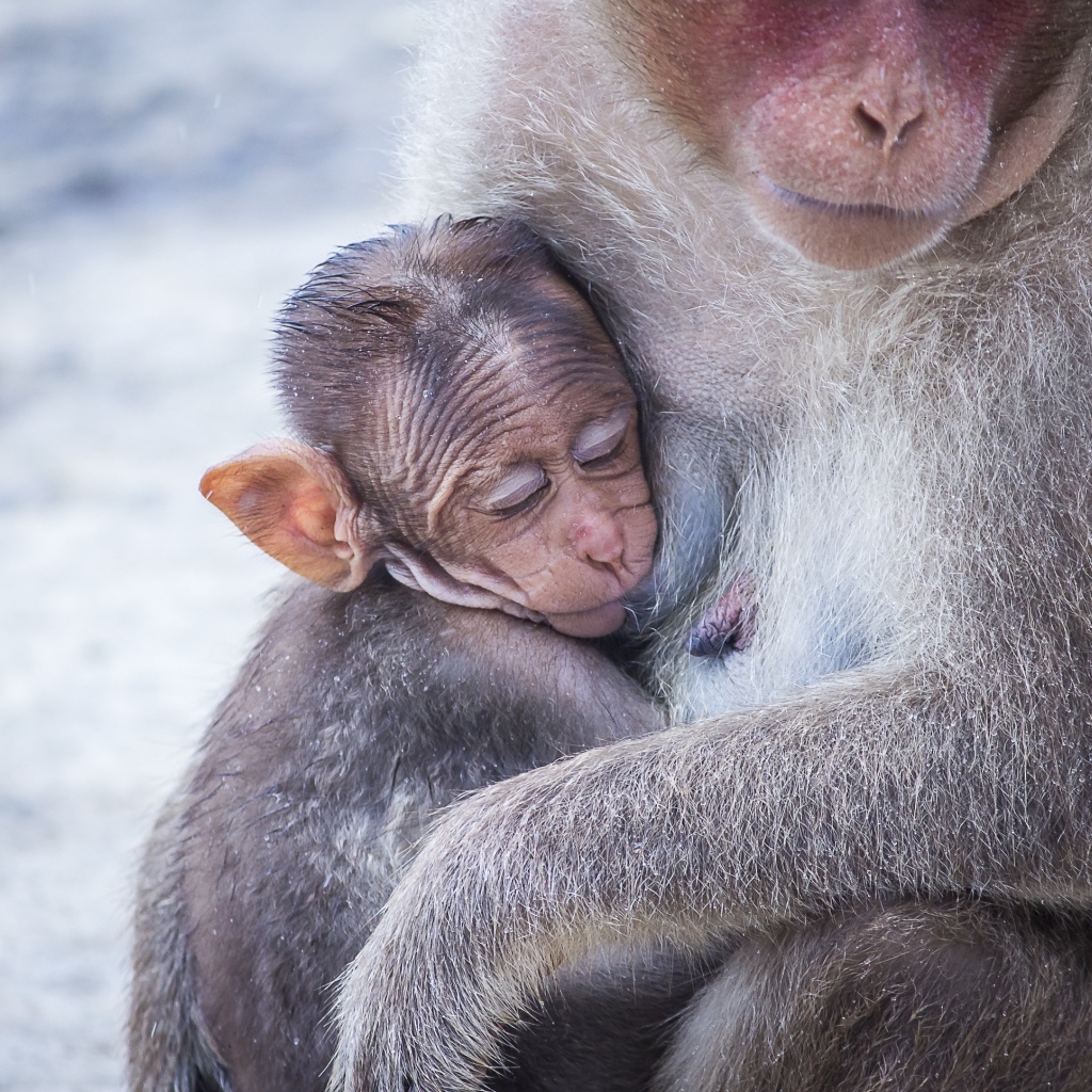 Обезьяна обнимает детеныша 