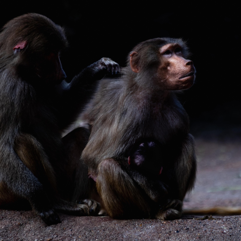 Два бабуина на черном фоне