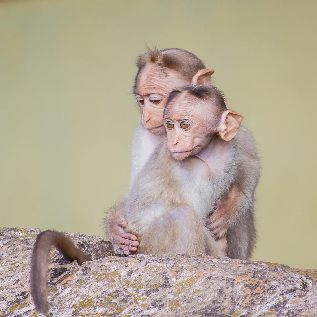 Две маленькие обезьяны на камне
