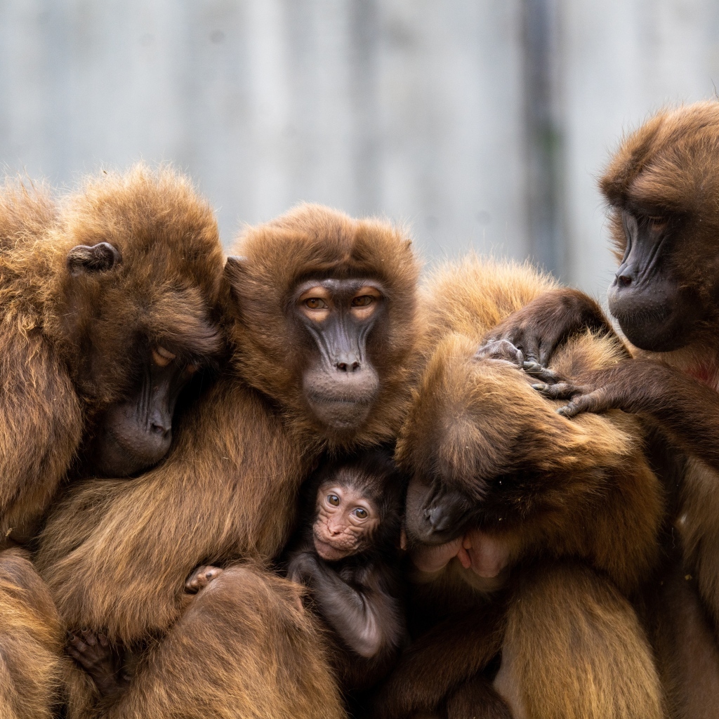 Теплые отношения семьи обезьян