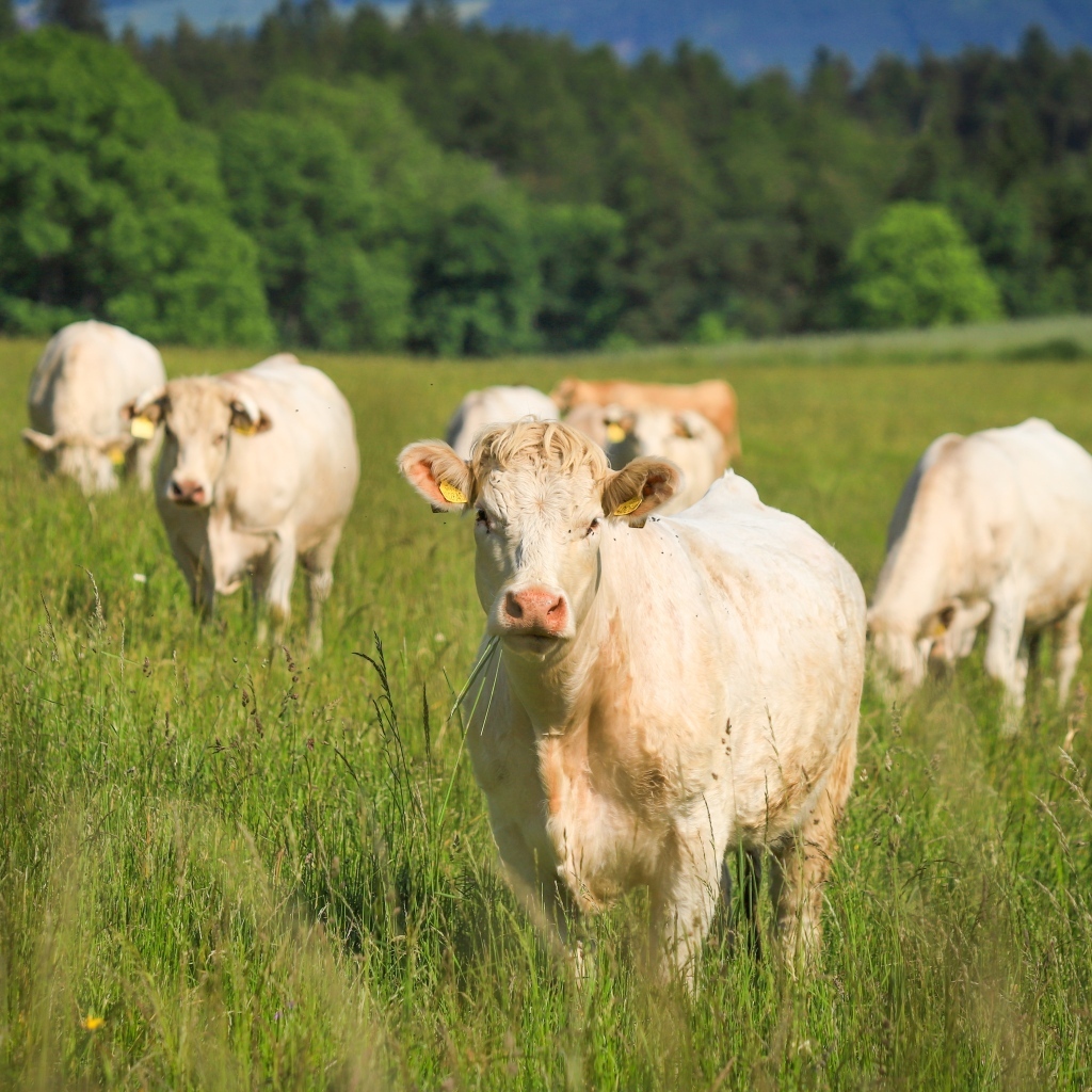 Стадо коров пасется на зеленой траве