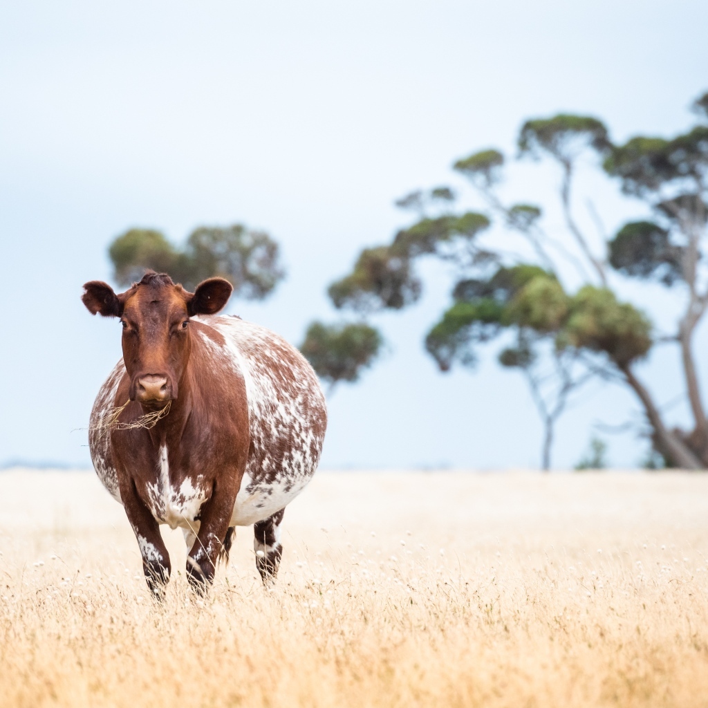Большая коричневая корова на поле