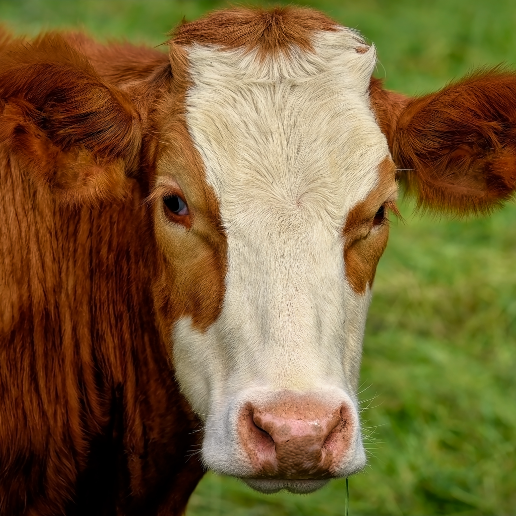 Большая коричневая корова с белой мордой