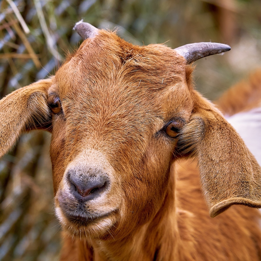 Большая коза с длинными ушами