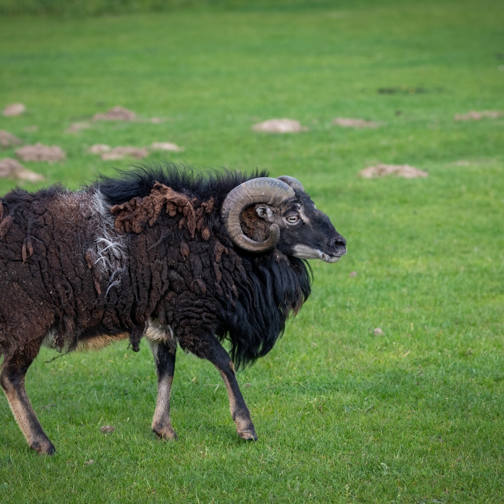 Большой старый не стриженный баран