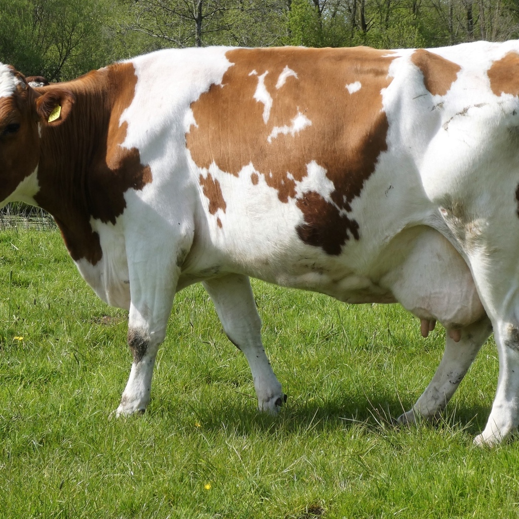 Большая белая корова с коричневыми пятнами