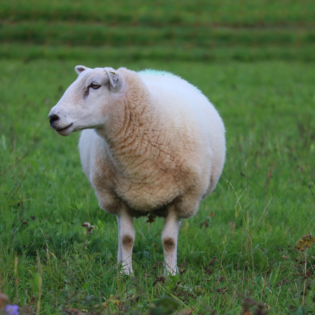Большая белая овца на зеленой траве 