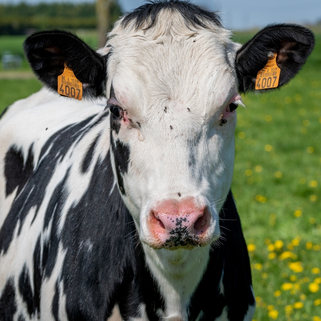 Домашняя черно-белая корова на поле