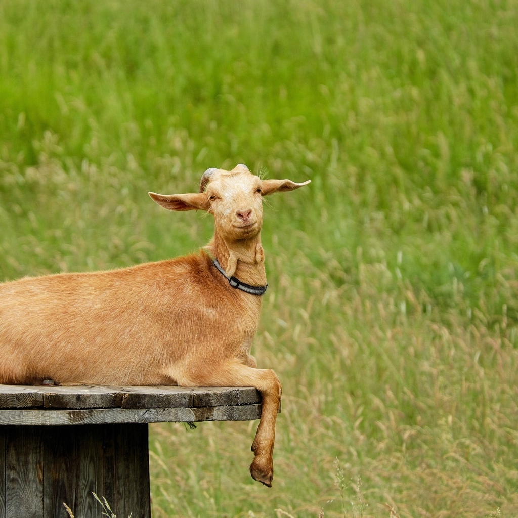 Домашняя коричневая коза на поле