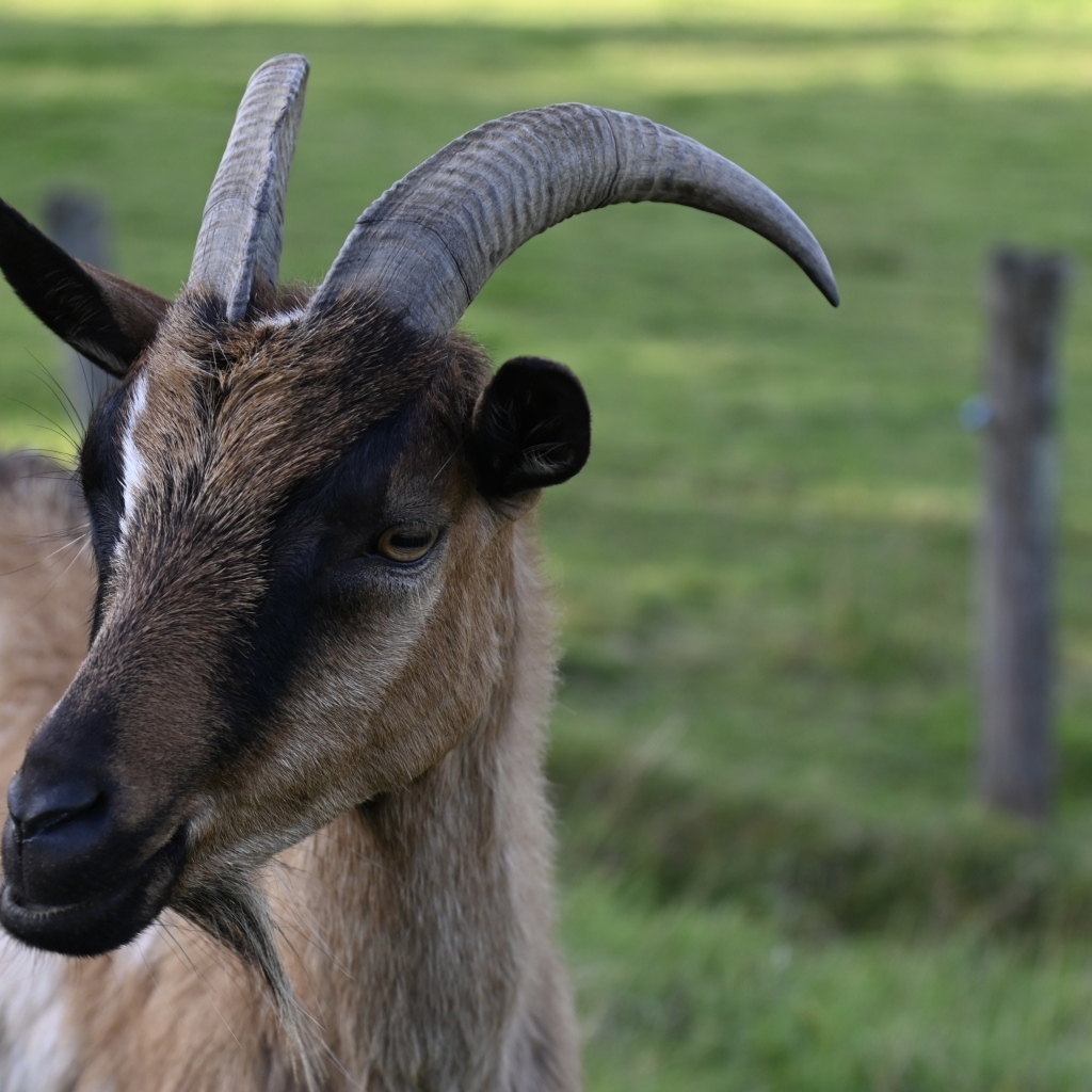 Домашняя коричневая коза с острыми рогами
