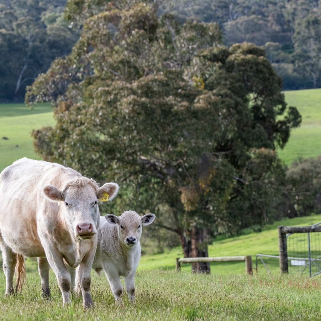 Домашняя корова с теленком пасутся на зеленой траве
