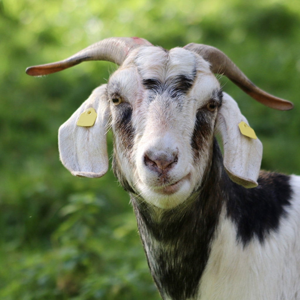 Домашняя коза с рогами