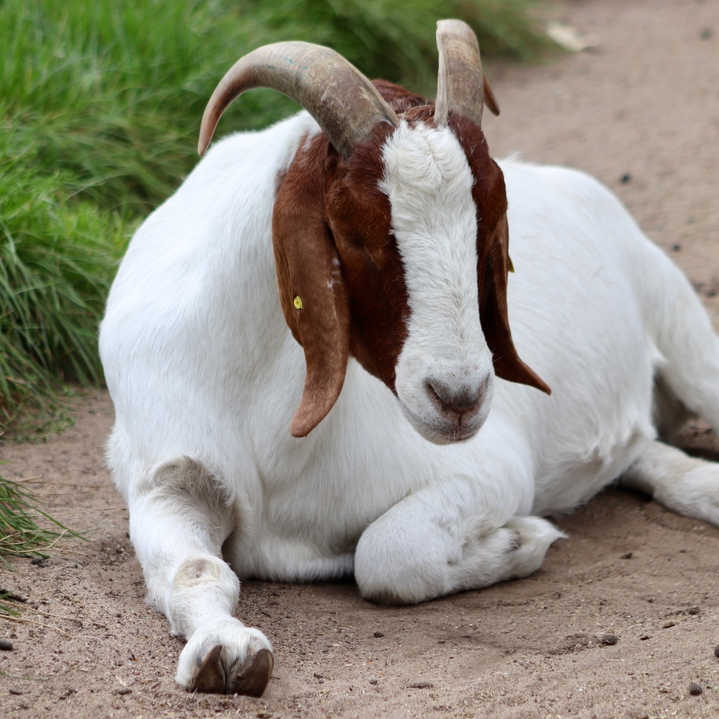 Коза отдыхает на дороге