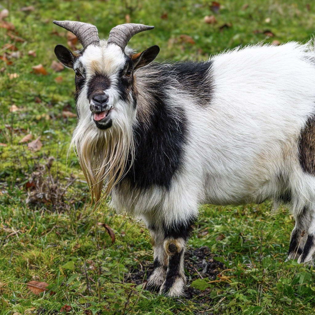 Козел с длинной бородой
