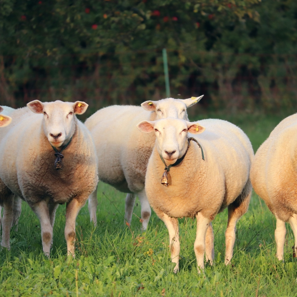 Стадо овец пасется на зеленой траве