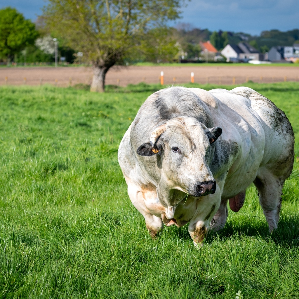 Огромный белый бык на зеленой траве