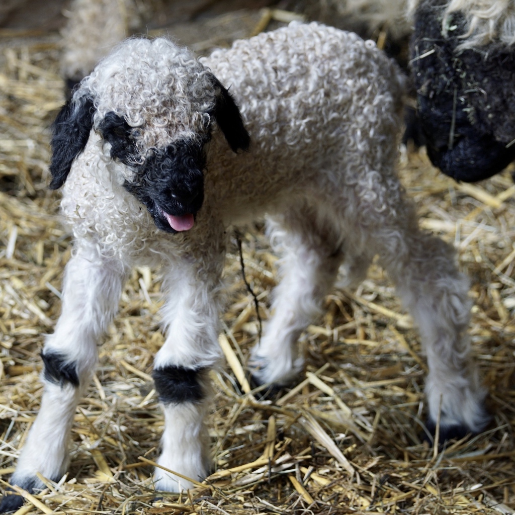 Новорожденный ягненок в сарае