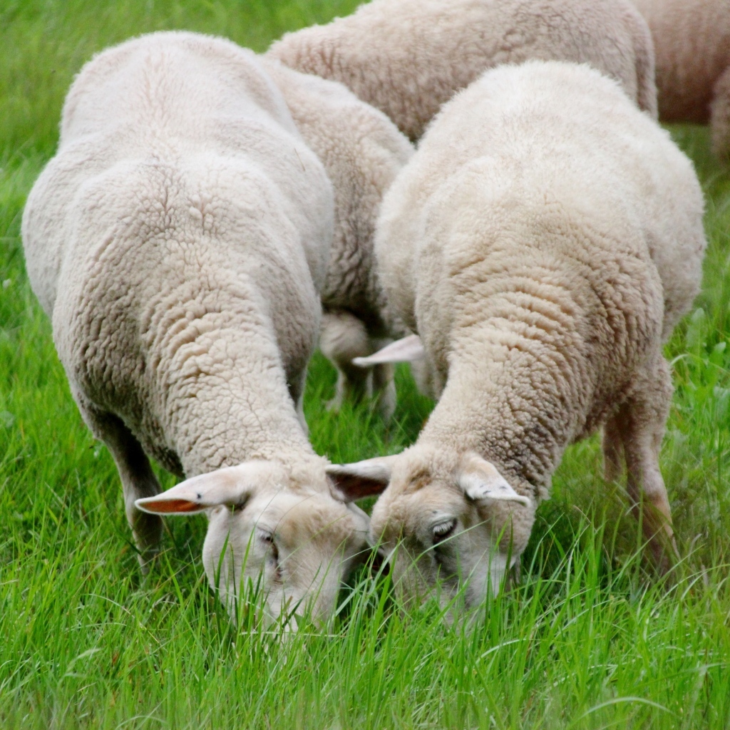 Овцы пасутся на зеленой траве