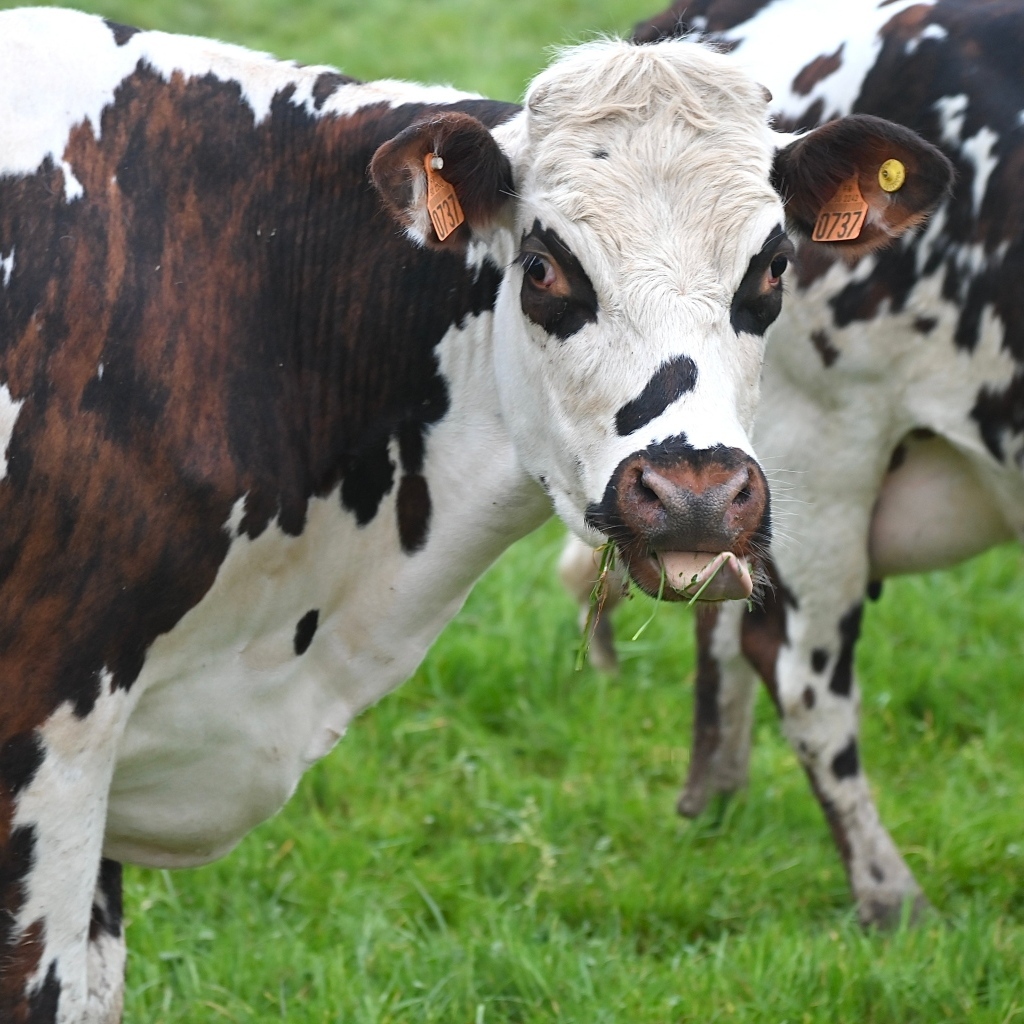 Пятнистые коровы на ферме 