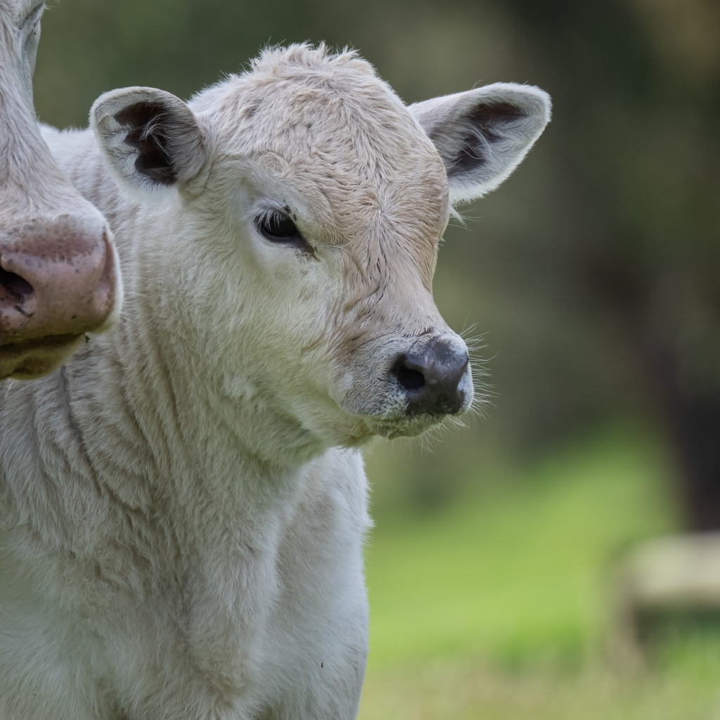 Белый теленок с коровой 