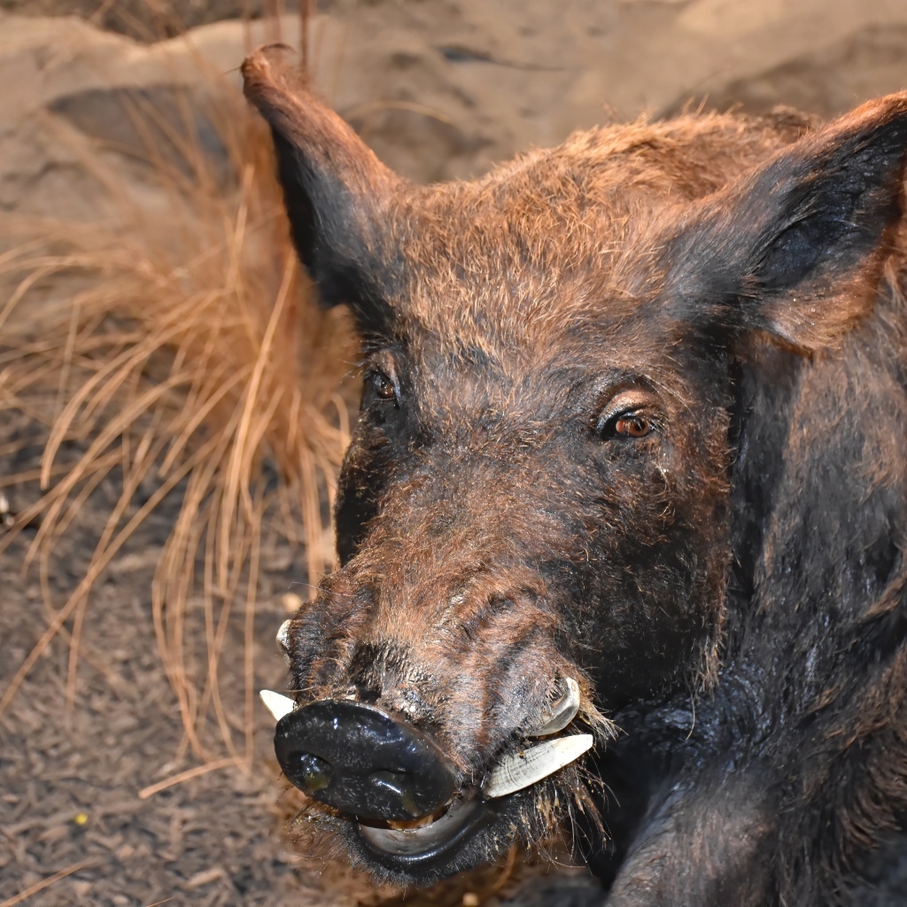 Большой дикий кабан крупным планом