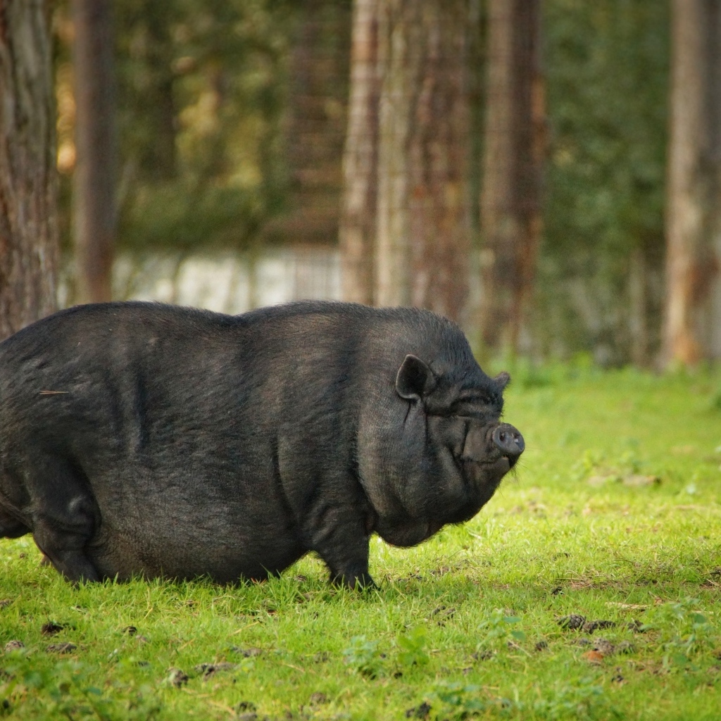 Черная карликовая свинья в парке