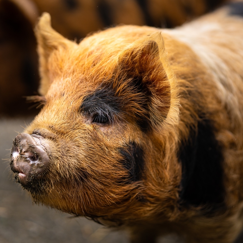 Большая домашняя коричневая свинья