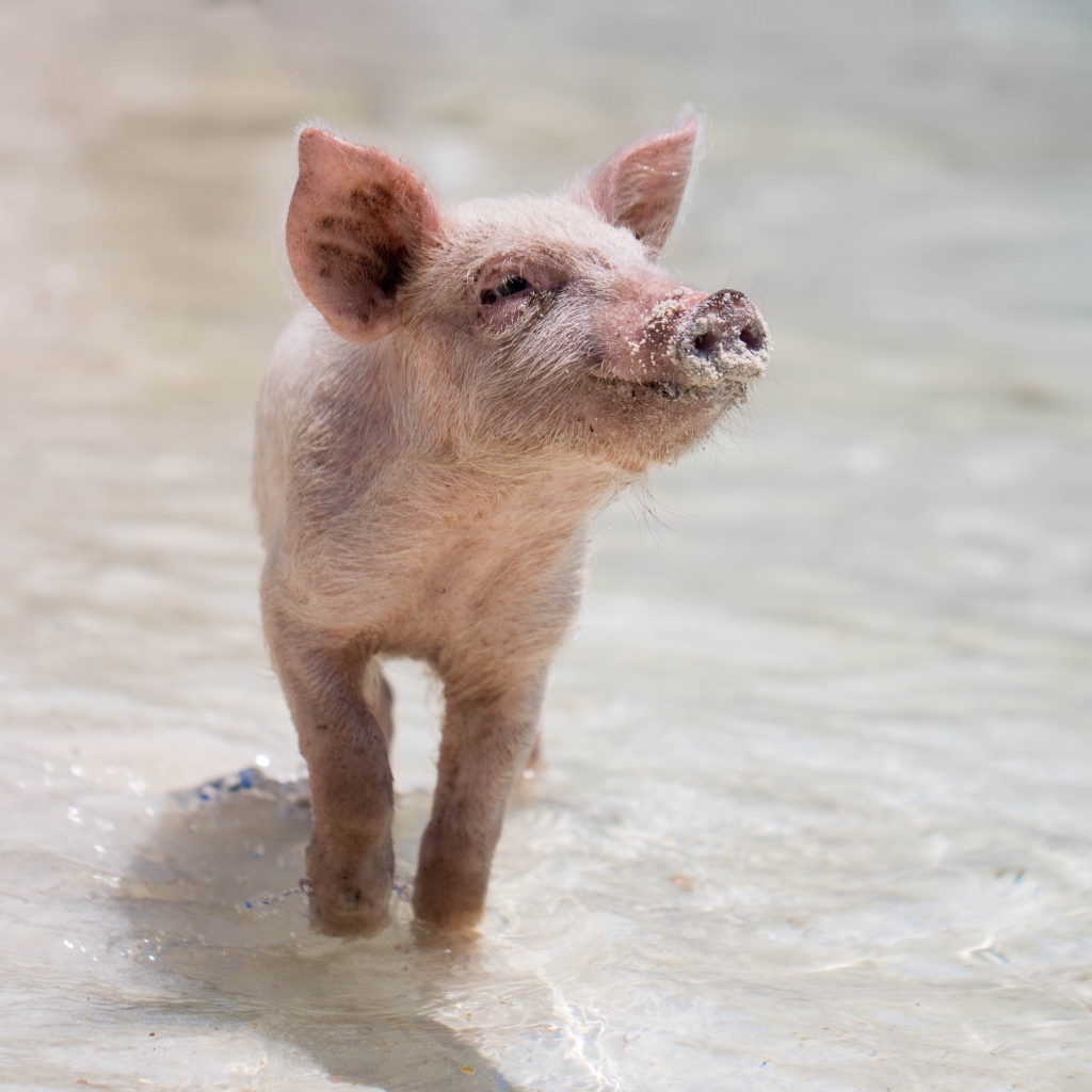 Маленький розовый поросенок идет по воде